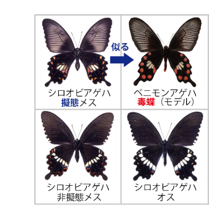ベニモンアゲハと擬態種シロオビアゲハを巡る話題：やんばる小
