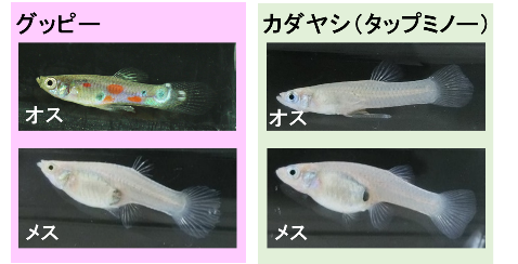 カダヤシはグッピーに交尾され駆逐された グッピーを使えば侵略種カダヤシを駆除できる 琉球大学