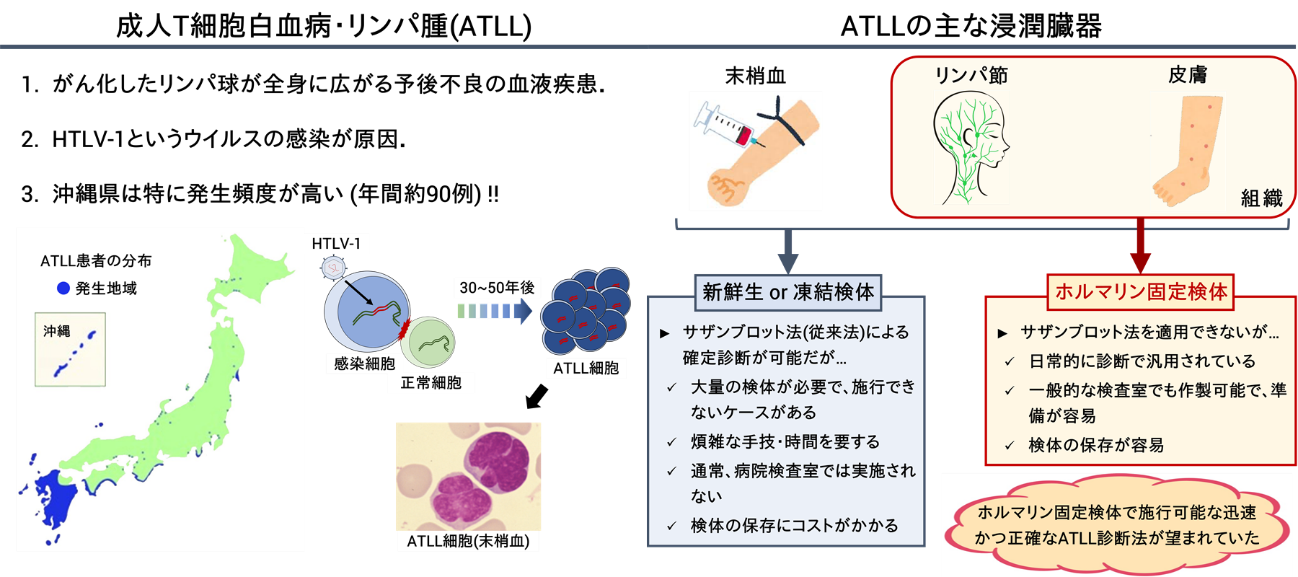貧血はどのように診断されますか?