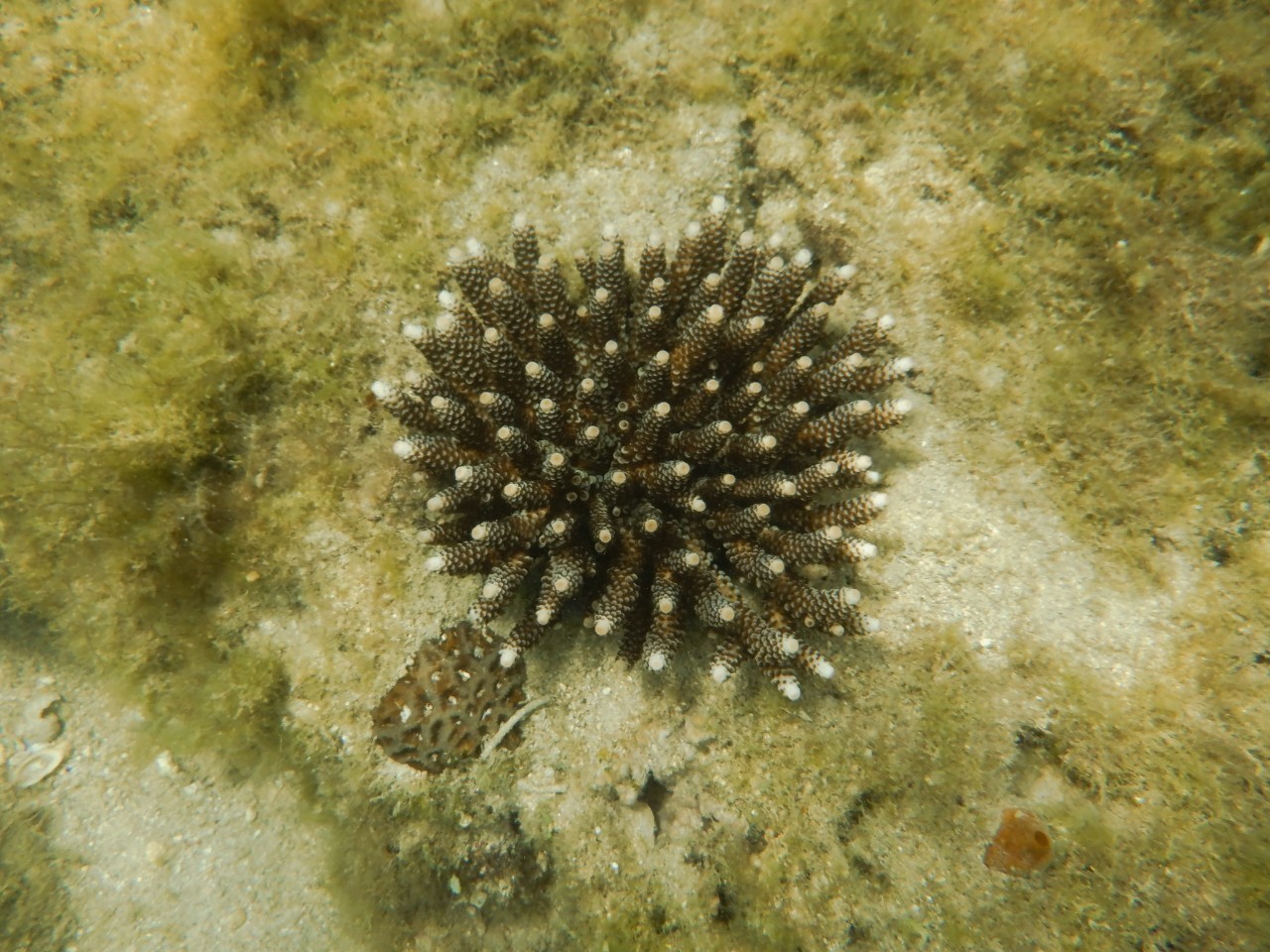 海洋生物の石灰化と硬組織 陸域からの過度のリン供給がサンゴの生育を妨げるメカニズムが
