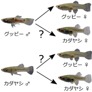 グッピーは繁殖戦術によって配偶者認識の正確さを変える 琉球大学