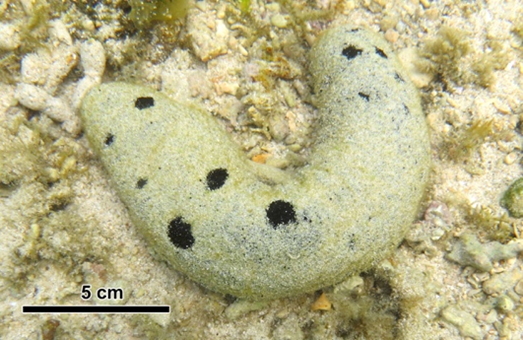 サンゴ礁池のクロナマコが体に砂をくっつける仕組み 砂付着のための細胞を新発見 琉球大学