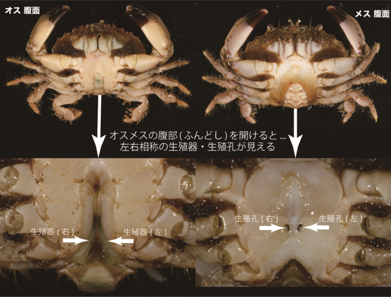 世界で初めて特徴的な形態のカニ類を沖縄島で発見 雌雄の生殖器が左右非相称な新属新種マブイガニ 琉球大学