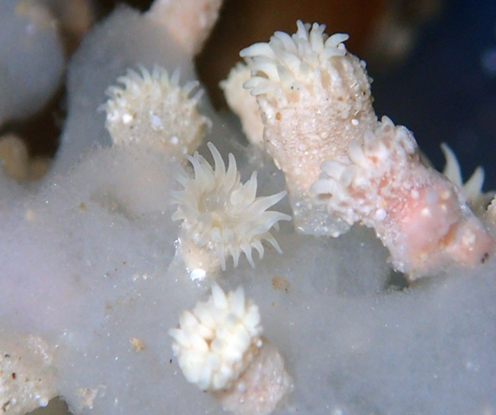 琉球列島を含む太平洋および大西洋からセンナリスナギンチャク科の2新