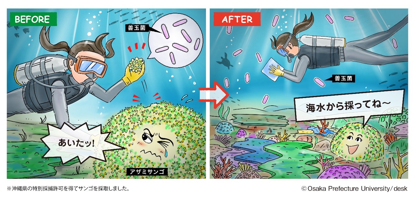 絶滅に瀕したサンゴを救う「病原菌からサンゴを守る善玉菌」を 海水