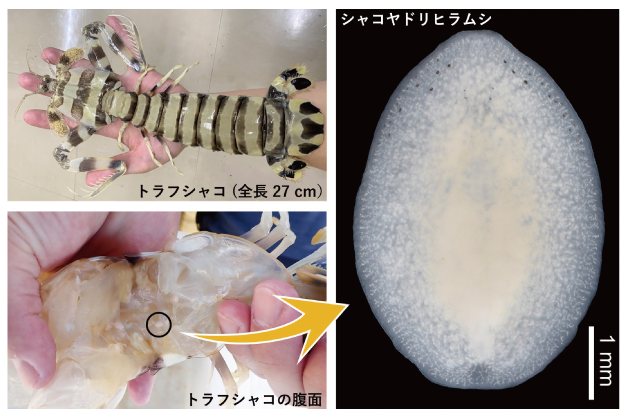 世界初！ 巨大シャコに共生する新種のヒラムシを発見 | 琉球大学