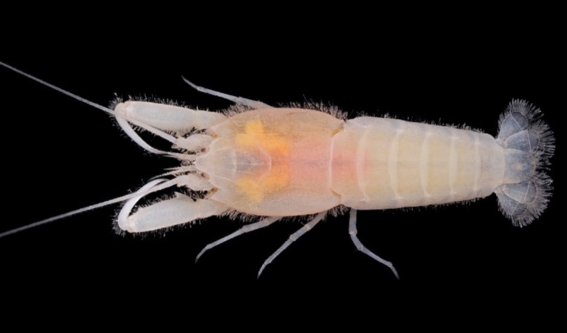 エビの巣穴に住む新種のエビを発見 | 琉球大学