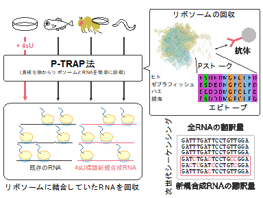 RNA