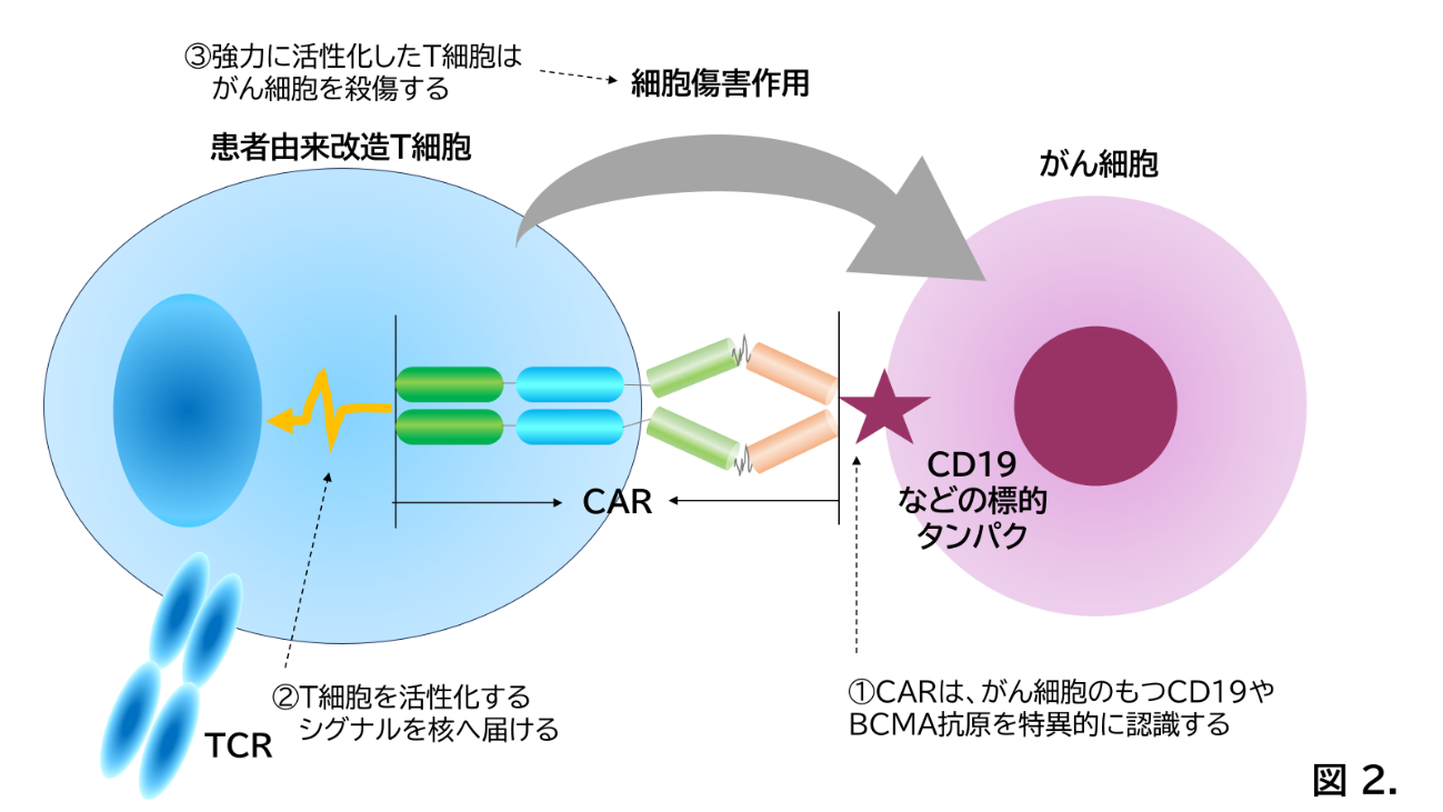 CAR-T療法(血液悪性腫瘍に対する新規細胞治療)沖縄県に初導入
