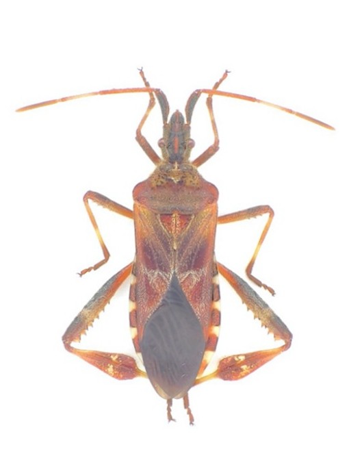 トイレで見つけたカメムシは、八重山初記録の北米原産の外来種だった