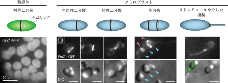 デンプン貯蔵器官アミロプラストの増殖の仕組み～色素体から伸長する管状構造ストロミュールの新規機能の提案～