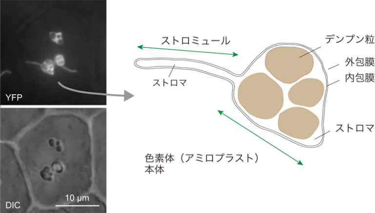 デンプン貯蔵器官アミロプラストの増殖の仕組み ―色素体から伸長する管状構造ストロミュールの新規機能の提案 | 琉球大学