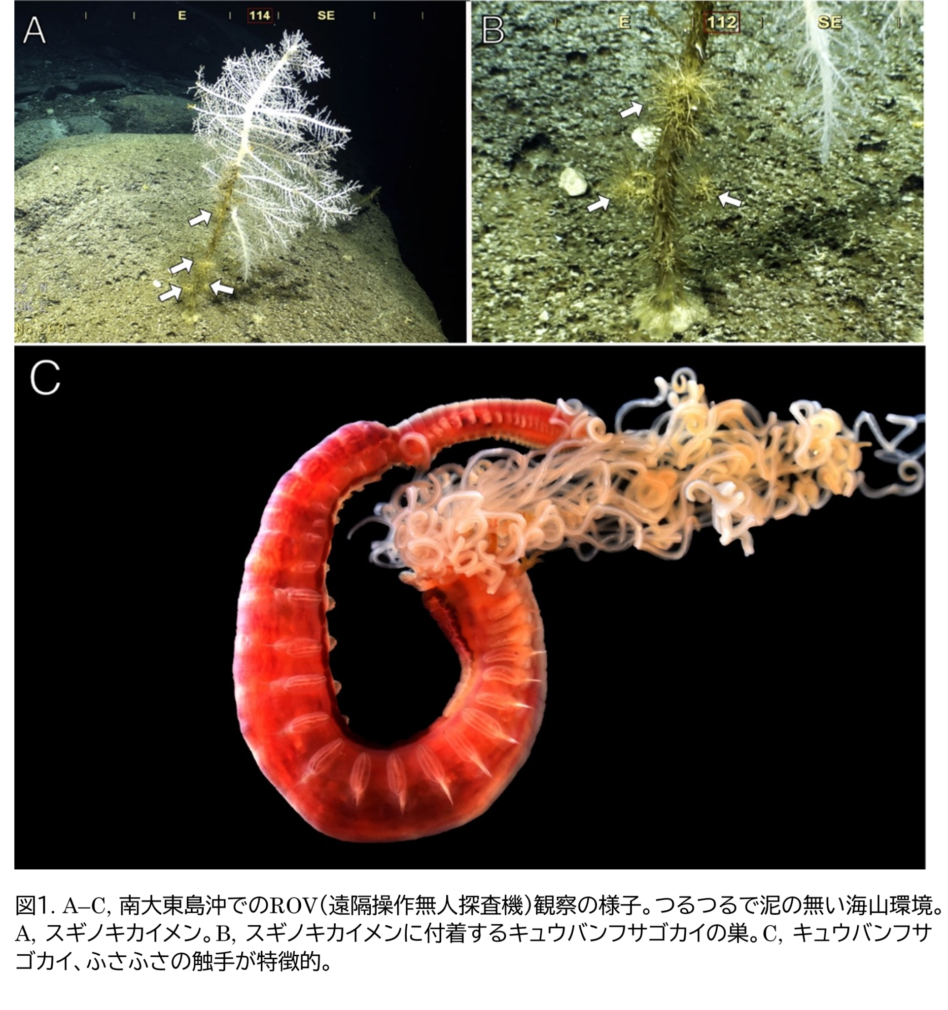 カイメンに“吸盤”で張り付いて生きるゴカイの新種を発見! 深海の海底で共生関係を築き堆積物のない世界に適応 | 琉球大学