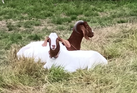 ヤギ糞便中DNAの定量解析による消化管寄生線虫の感染評価 ～持続可能な