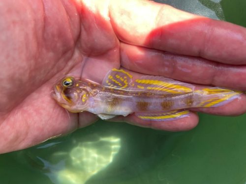 新種の魚を発見！その名もスーパーサイヤン！ ～石垣島沖から採集され