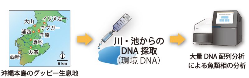 沖縄の河川を席巻する外来魚グッピーの侵入メカニズム～グッピーの侵入成功は天敵からの解放と色彩適応に起因する可能性～