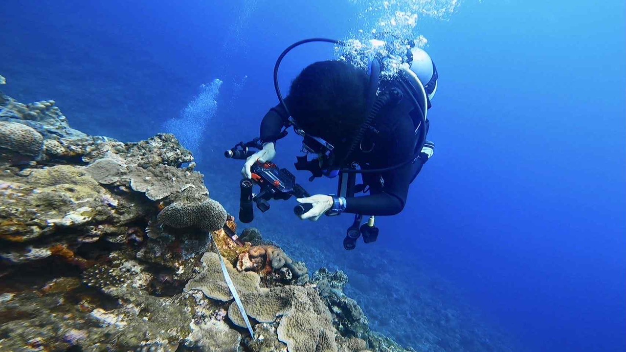 5cm四方の新手法が明らかにする沿岸埋立の影響 ― サンゴ礁の“見え
