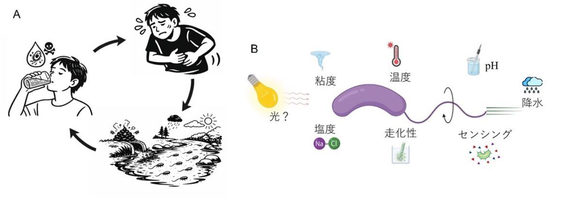 世界初！光で加速するコレラ菌～新しい細菌のエネルギー制御経路～
