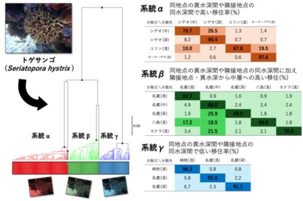 深い海へ、つながりがあるサンゴとないサンゴがいる ――見た目では