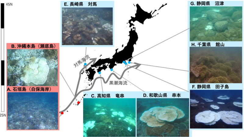 2024年度の記録的海洋熱波、沖縄から本州まで 全国的なサンゴ白化を引き起こす ～北上しているサンゴにも深刻な影響～